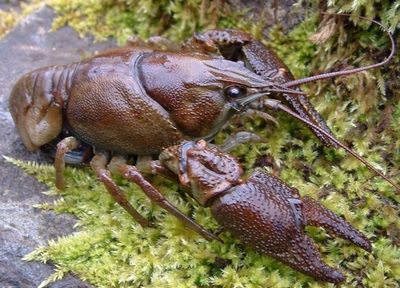 écrevisse a patte blanche